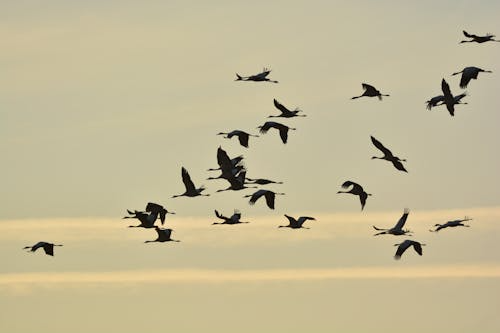 Migrating birds flying, a coordinated flock responding to changing weather cues before storms.