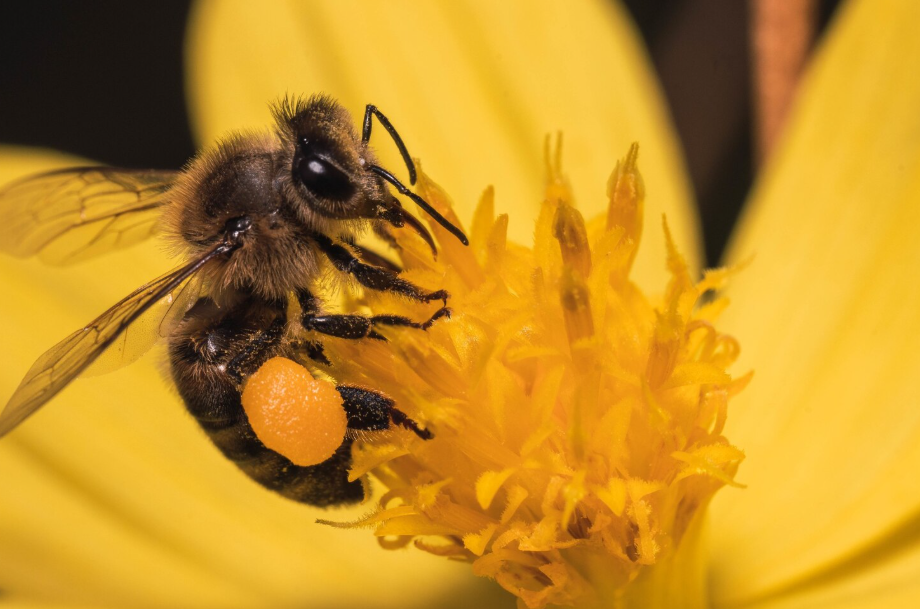 Macro of a honeybee collecting nectar and pollen, showing how bees choose flowers using colors.