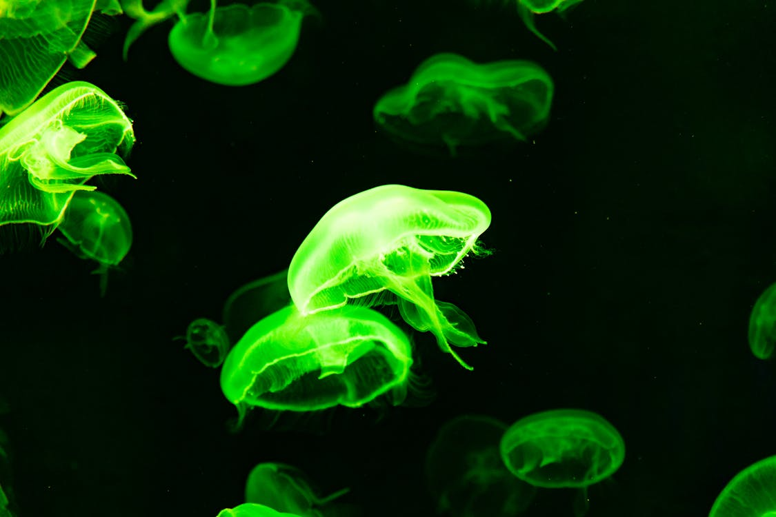 Bioluminescent moon jellyfish glowing green in dark water.