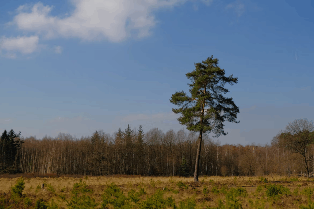 Solitary pine tree on a meadow edge under blue sky, evoking resilience and longevity.