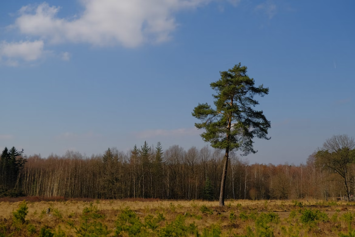 Solitary pine tree on a meadow edge under blue sky, evoking resilience and longevity.