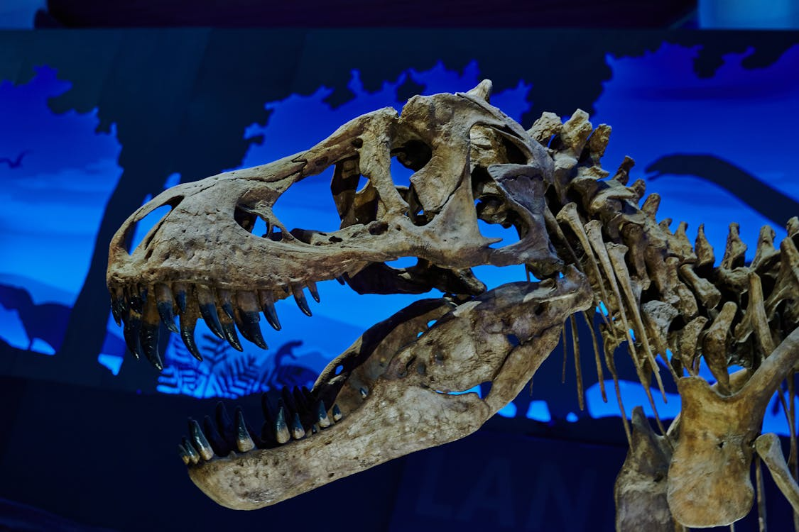 Close-up of a Tyrannosaurus rex skeleton skull in a museum exhibit