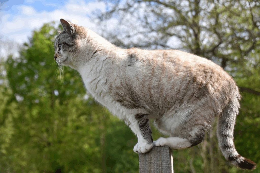 Cat balancing on a fence post poised to jump, showcasing feline agility and righting reflex.