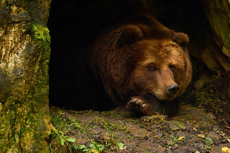 Brown bear resting at a den entrance—classic hibernator showing torpor and winter energy conservation.