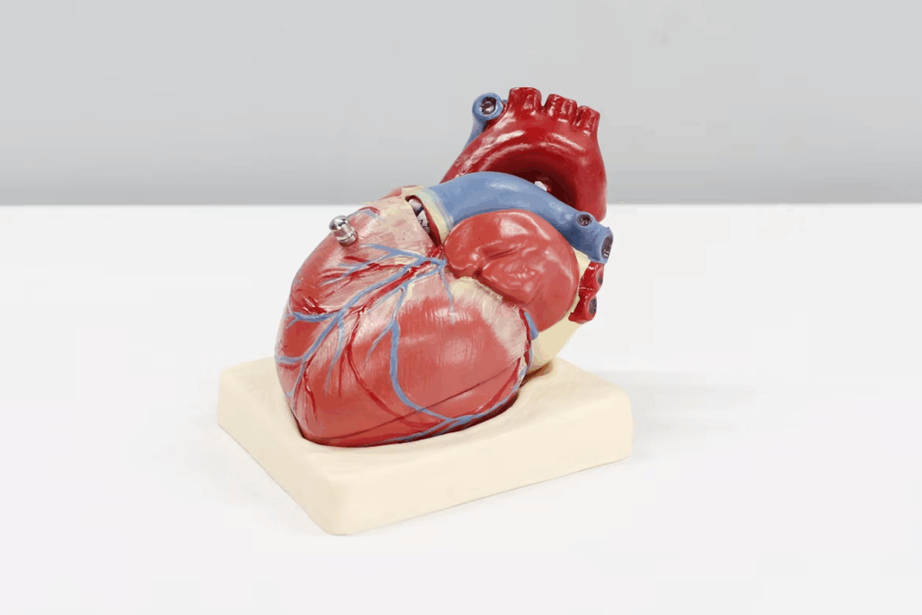 Anatomical heart model on a white stand showing vessels—visual for 3D bioprinting organs.
